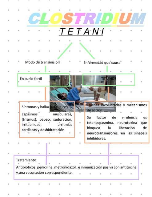 Clostridium tetani infografía de estudio