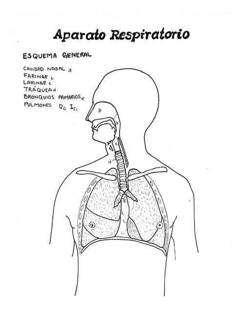 APARATO RESPIRATORIO DIBUJOS