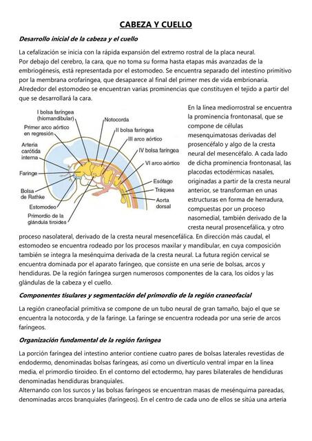 Cabeza y Cuello 