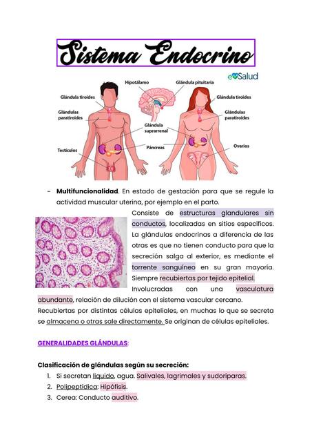 Sistema Endocrino 