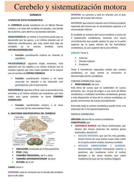 Cerebelo y Sistematización Motora 