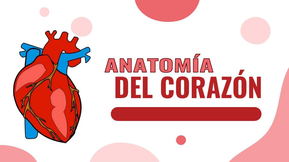 Anatomía del Corazón