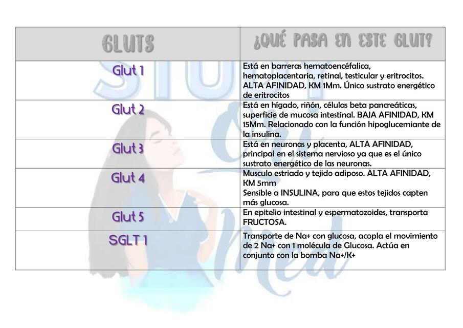 Gluts - Bioquímica - Studyorimed 