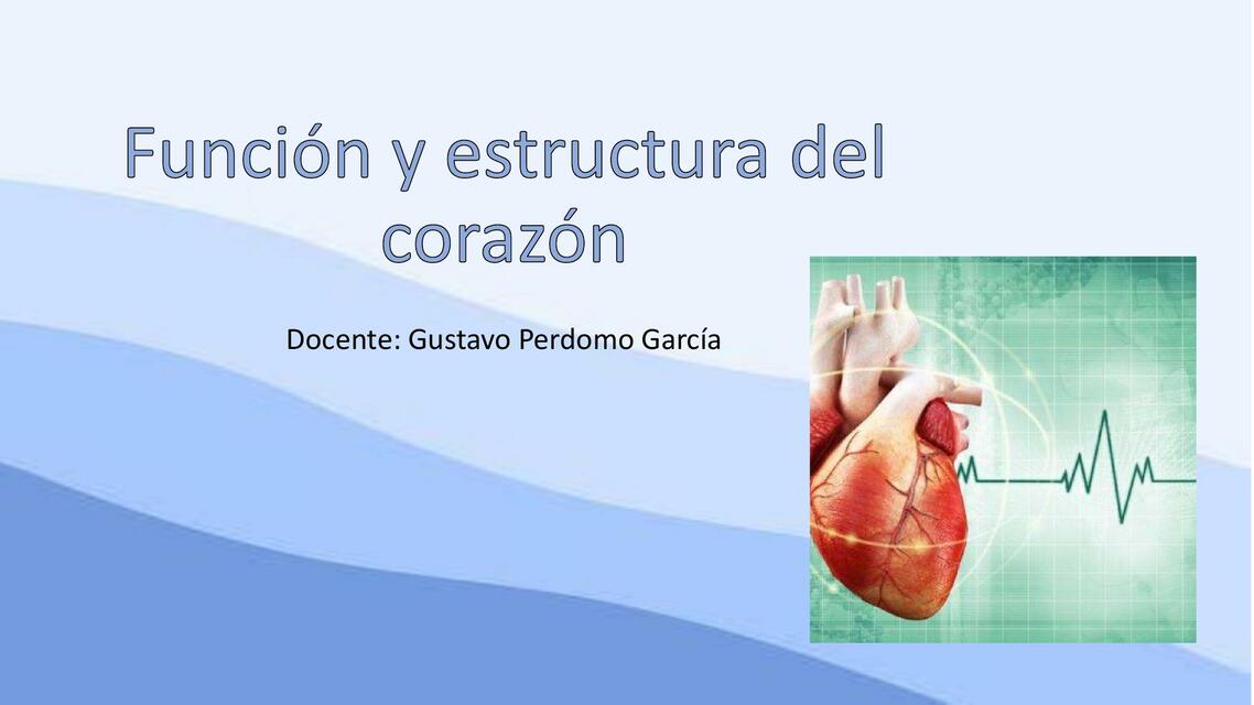 Función y estructura del corazón