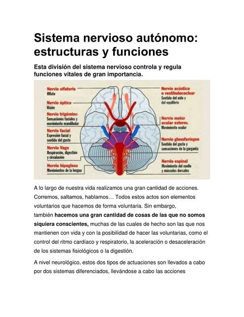 Sistema nervioso autónomo