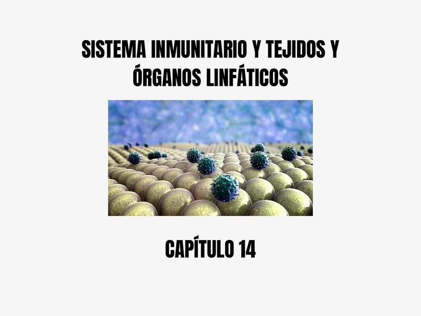 Capítulo 14 - Sistema inmunitario y tejidos y órganos linfáticos