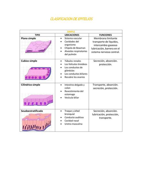 CLASIFICACIÓN DE EPITELIOS, HISTOLOGIA