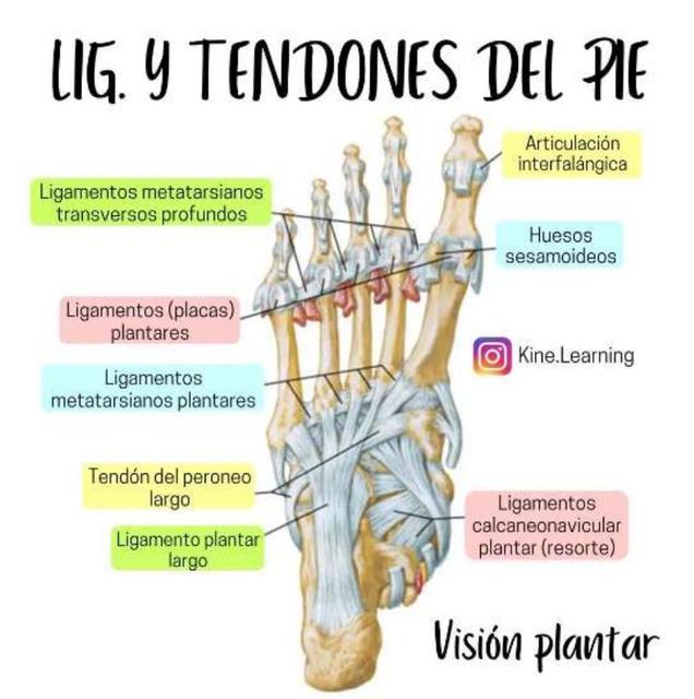 Ligamentos Y Tendones Del Pie YUDOC ORG UDocz Ligamentos Y Tendones Del Pie YUDOC ORG UDocz