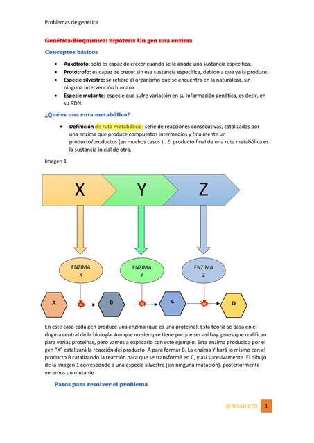 UN GEN UNA ENZIMA