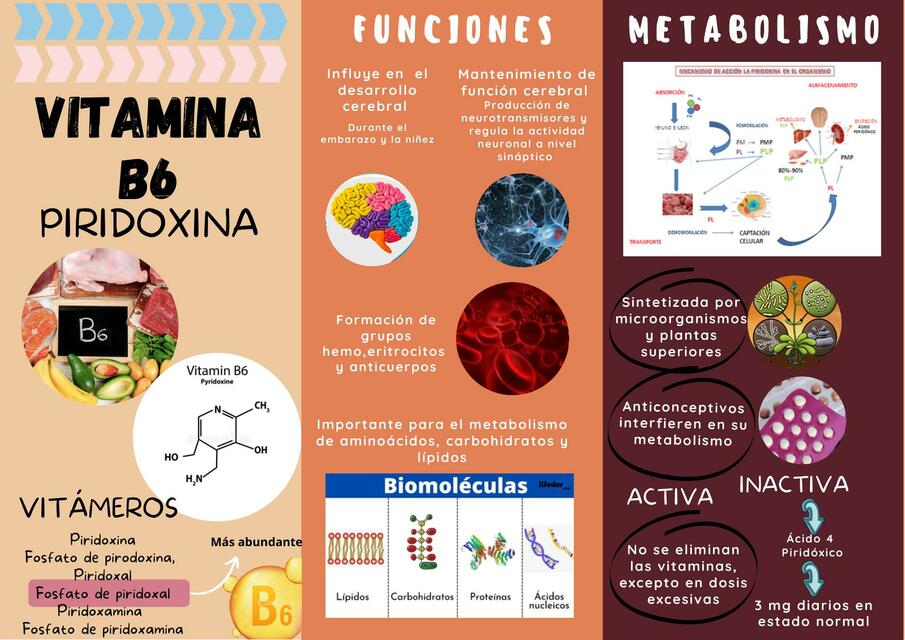Vitamina B6 Ana Fernanda Zhindon Macas uDocz