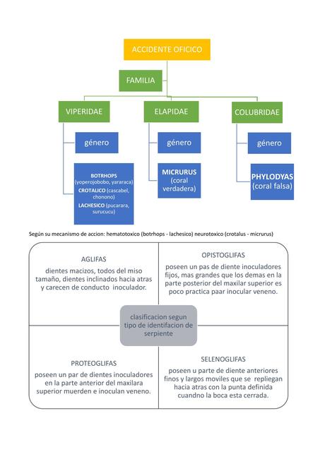 Accidente Ofídico