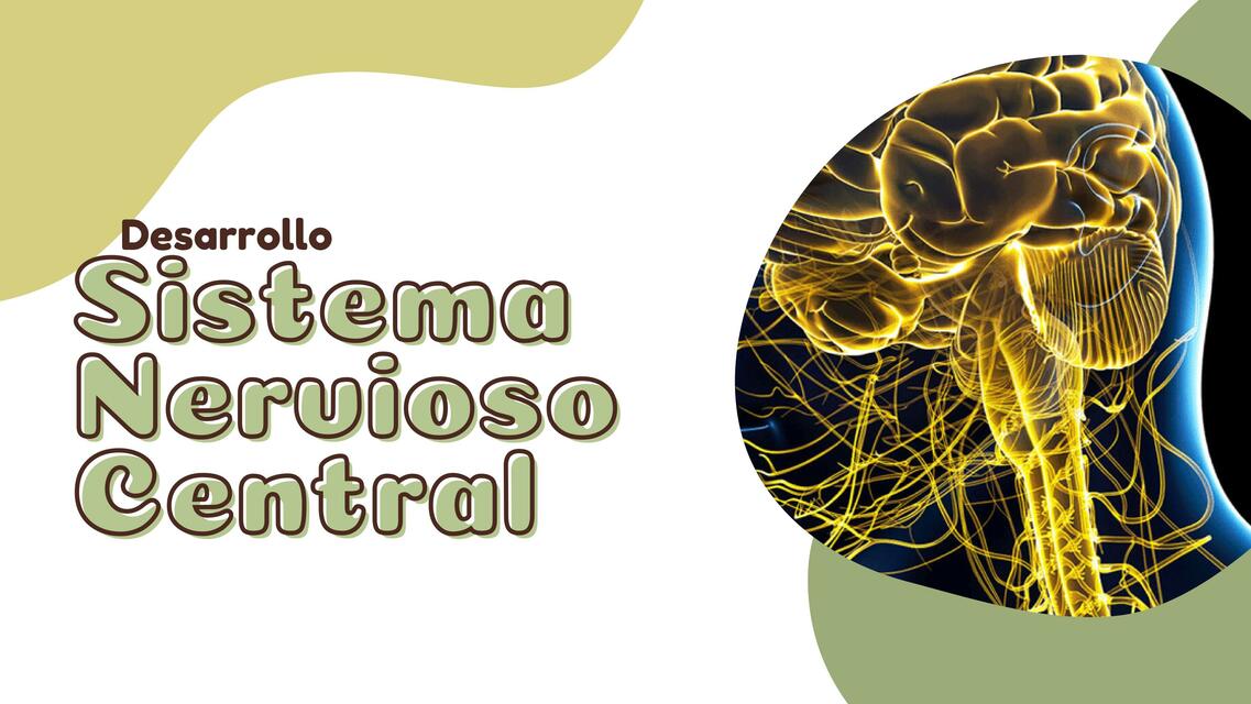 Desarrollo del Sistema Nervioso Central