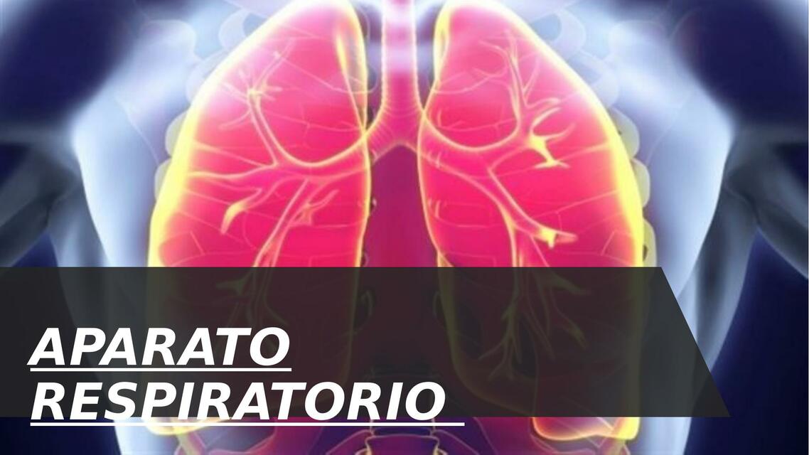 Aparato Respiratorio 