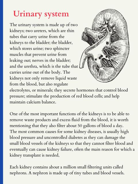 Urinary system