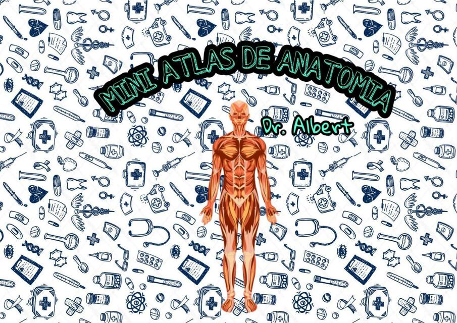 Atlas de Anatomía de los Músculos | uDocz