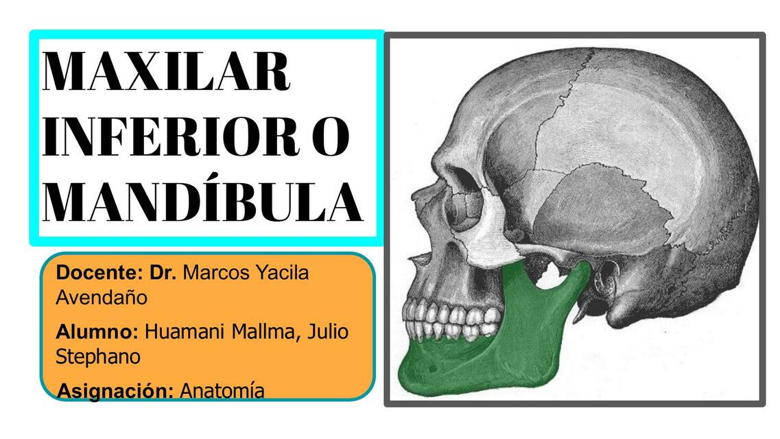 Maxilar Inferior o Mandíbula 