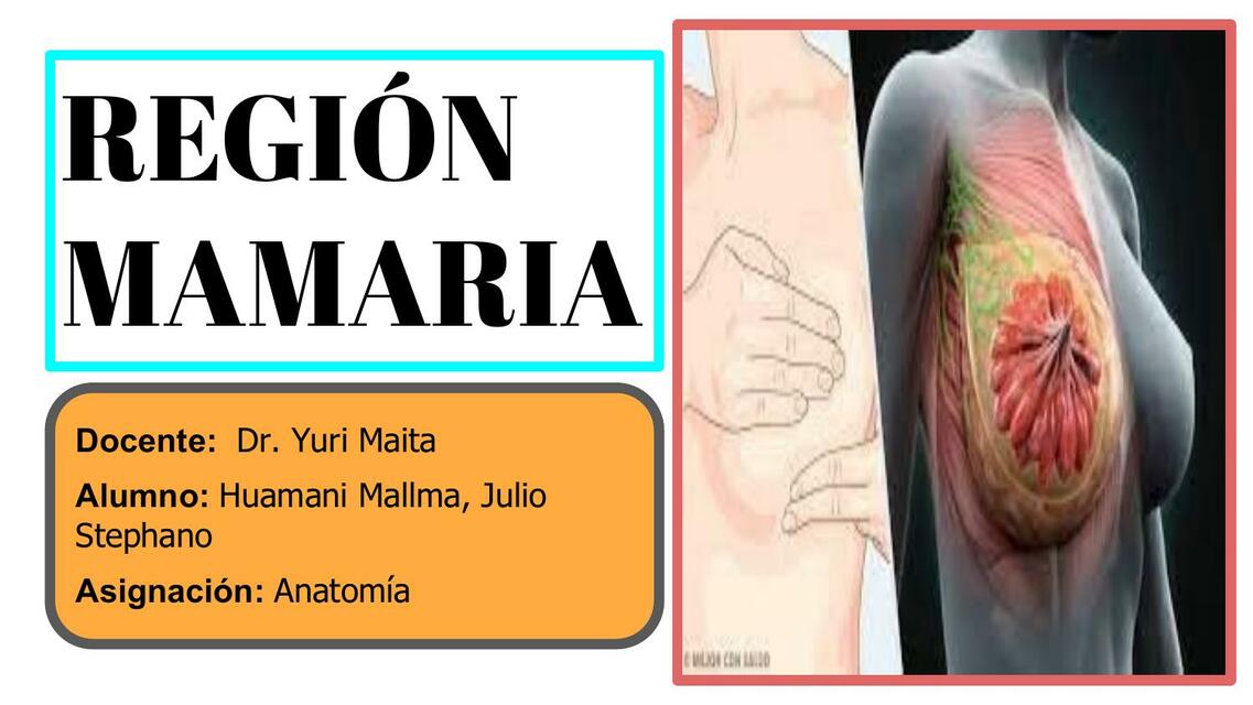 Anatomía de la Mama 