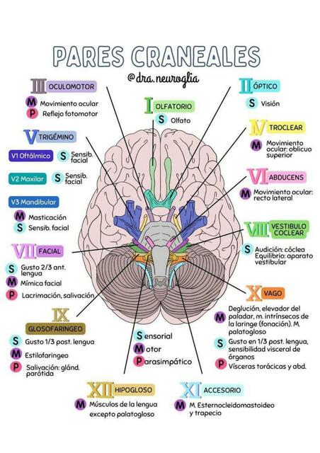 Pares Craneales 
