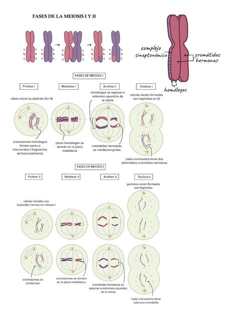 Meiosis