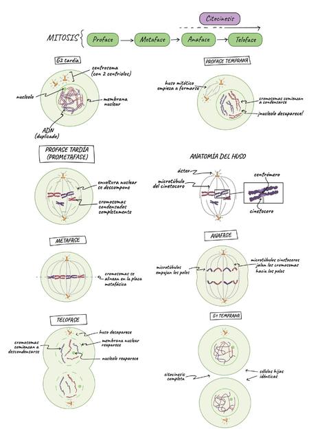 Mitosis