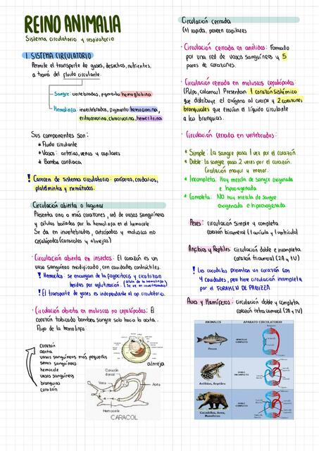 Reino Animalia - Sistema circulatorio y Sistema Respiratorio