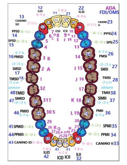 Erupción Dental ADA y FDI OMS