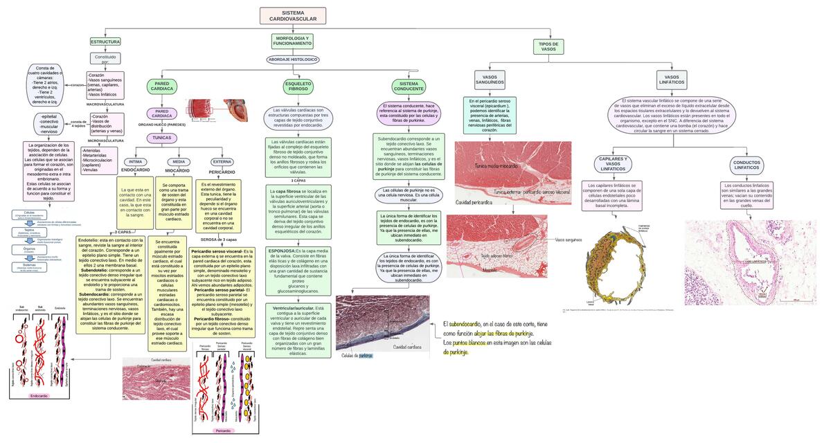 Histologia del Sistema Cardiovascular