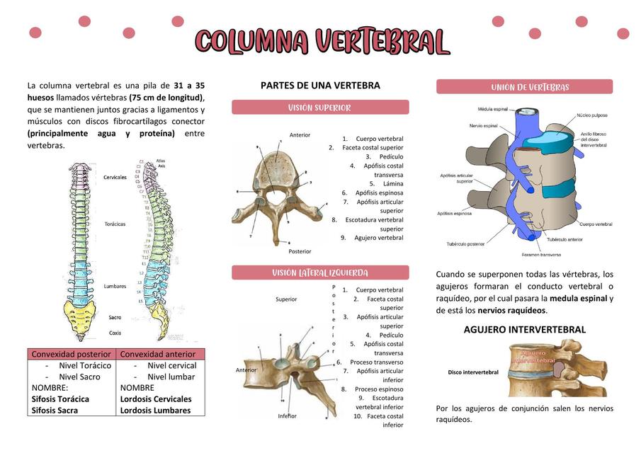 Columna vertebral