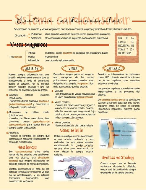 Sistema Cardiovascular