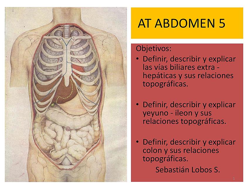 9 Regiones Y rganos Abdominop lvicos