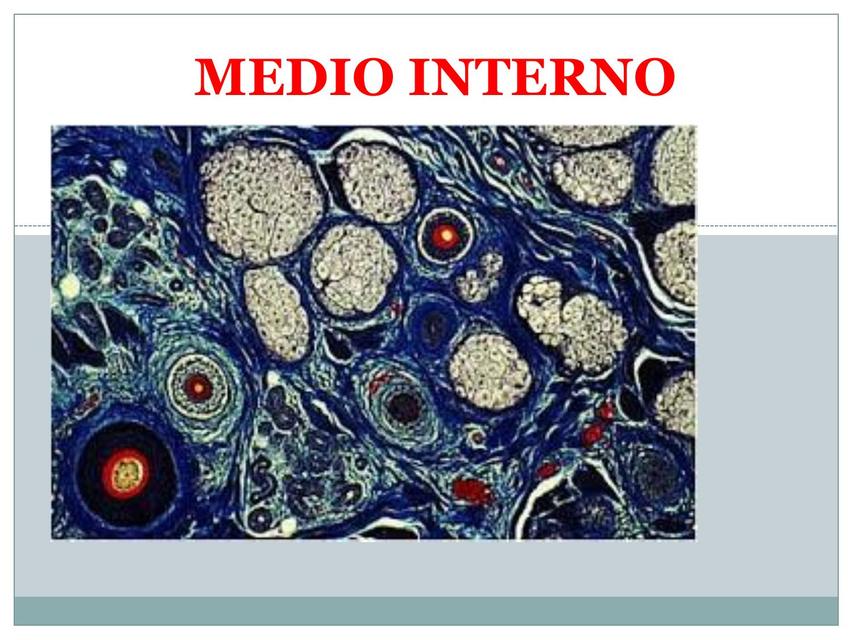 Medio interno