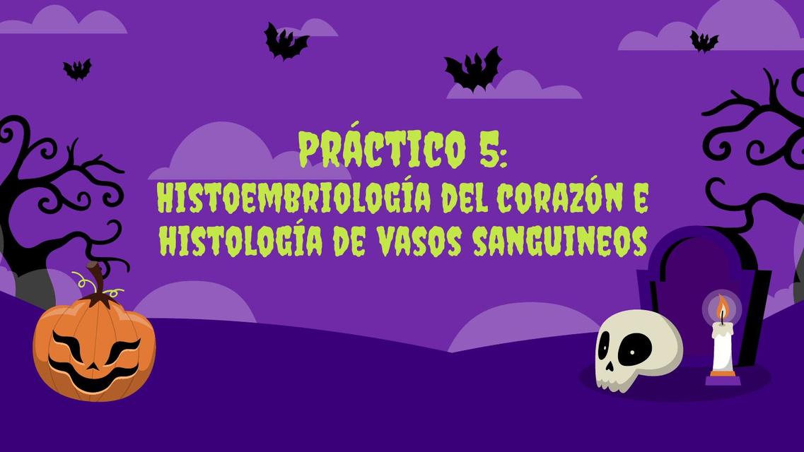 Practico 5: Histoembriología del corazón e histología de vasos sanguíneos