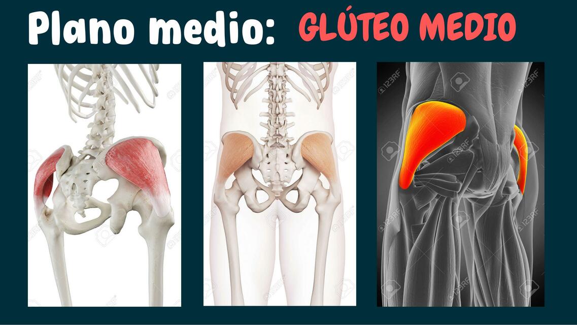 Glúteo medio