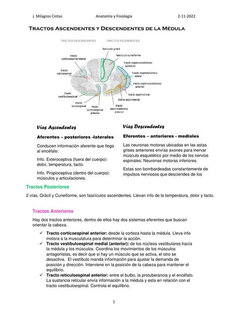  Vías ascendentes y descendentes