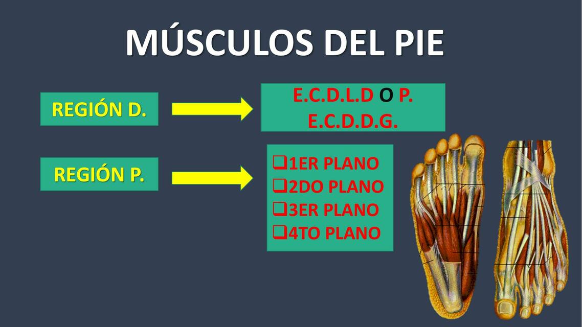 Músculos  del  Pie