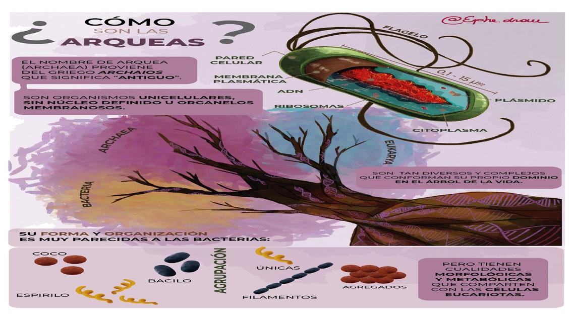 Resúmenes de Reino Monera Descarga apuntes de Reino Monera