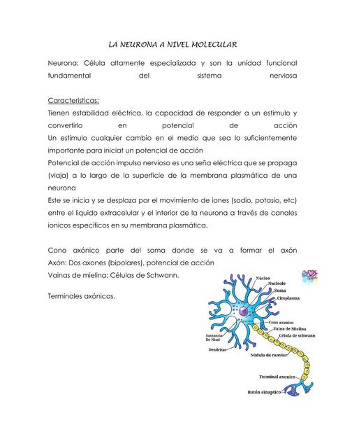 La neurona a nivel molecular