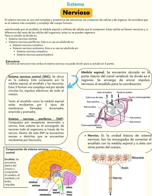 Sistema Nervioso