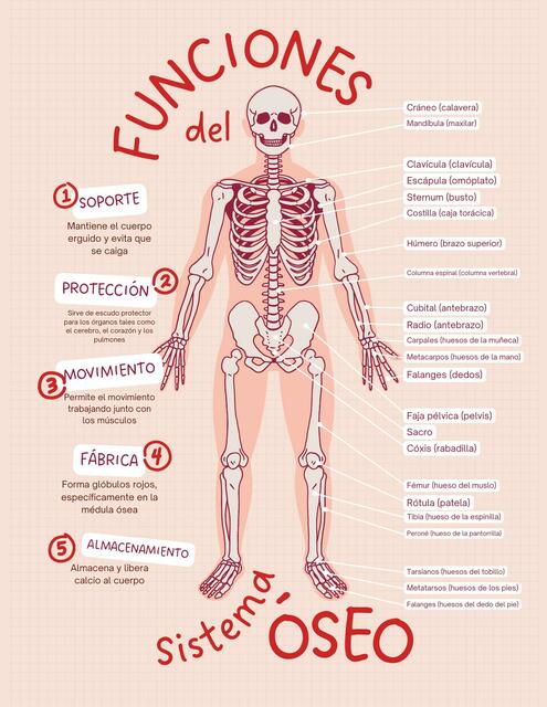 Funciones de los huesos  Anatomía y Fisiología Humana I