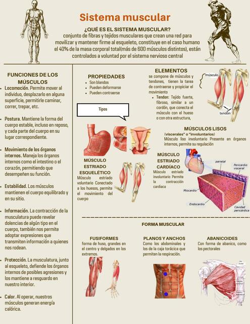 Sistema Muscular