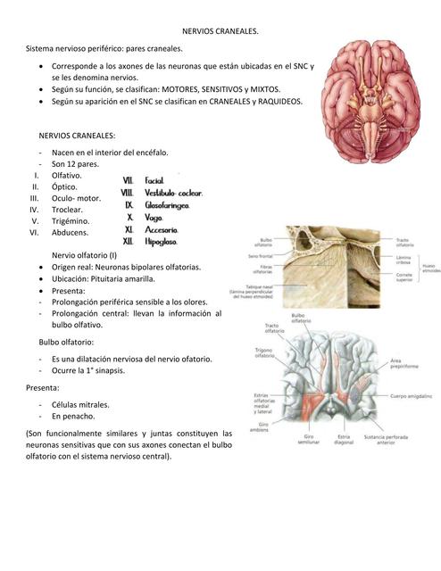 Nervios craneales