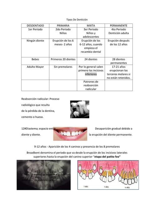 Apuntes de Anatomía Dental