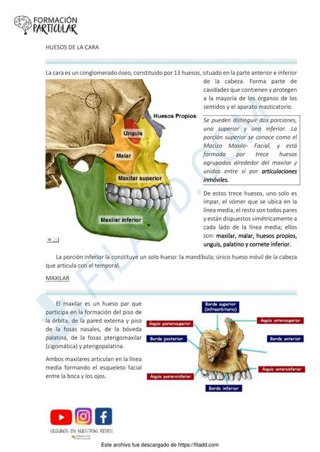 Huesos de la Cara 