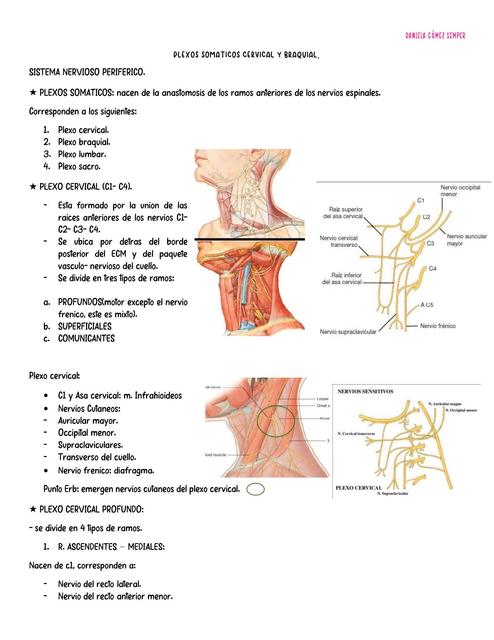 Plexos somáticos cervical y braquial