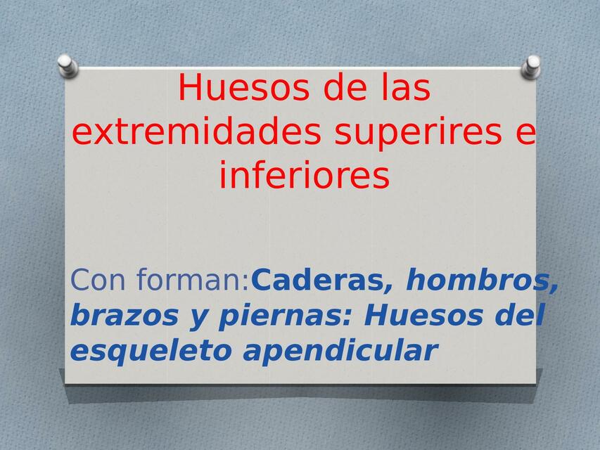 Huesos de las Extremidades Superiores e Inferiores