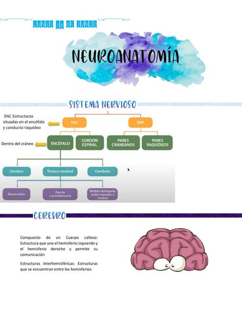 Neuroanatomía