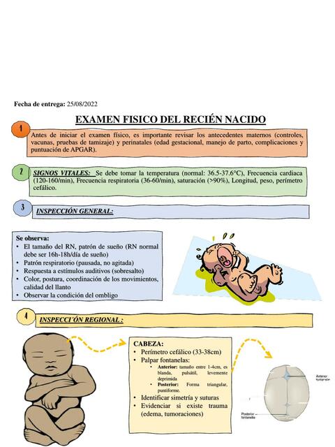 Examen Fisico Del Recién Nacido Guadalupe Armijos Udocz