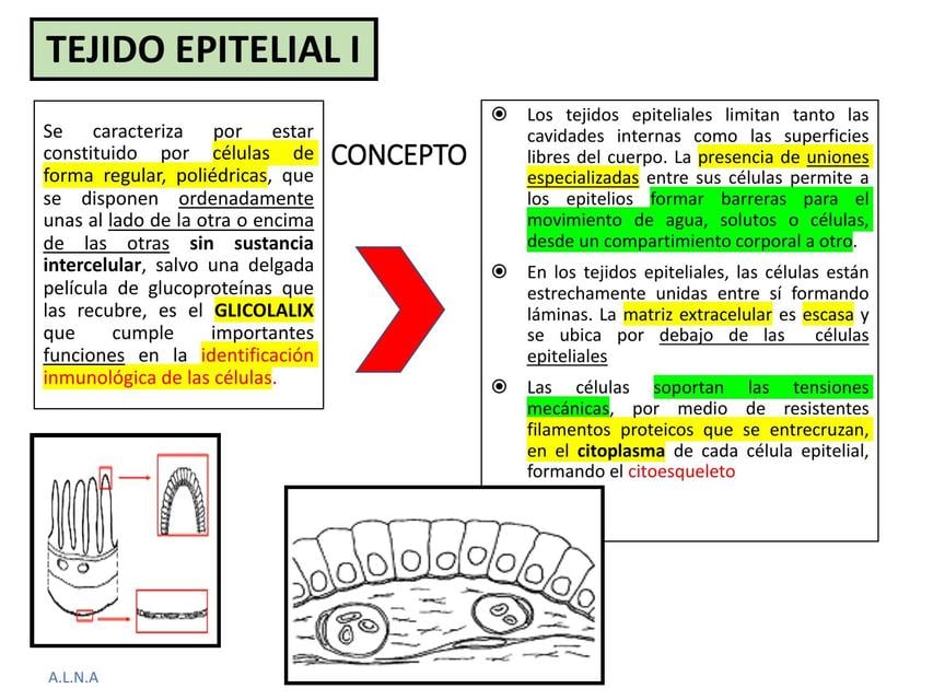 Tejido epitelial | ANNEL LAUREANA NAVARRO AYRE | uDocz