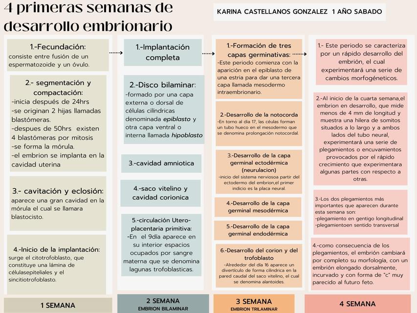  4 primeras semanas desarrollo embrionario