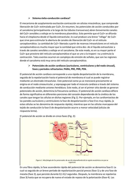 Fisiología cardiovascular 